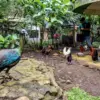 Bandung Zoo Ditutup Tanpa Skema Jelas, Manajemen Lama Pertanyakan Nasib Satwa dan Pegawai
