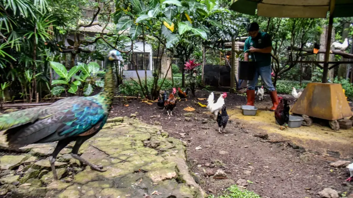 Bandung Zoo Ditutup Tanpa Skema Jelas, Manajemen Lama Pertanyakan Nasib Satwa dan Pegawai