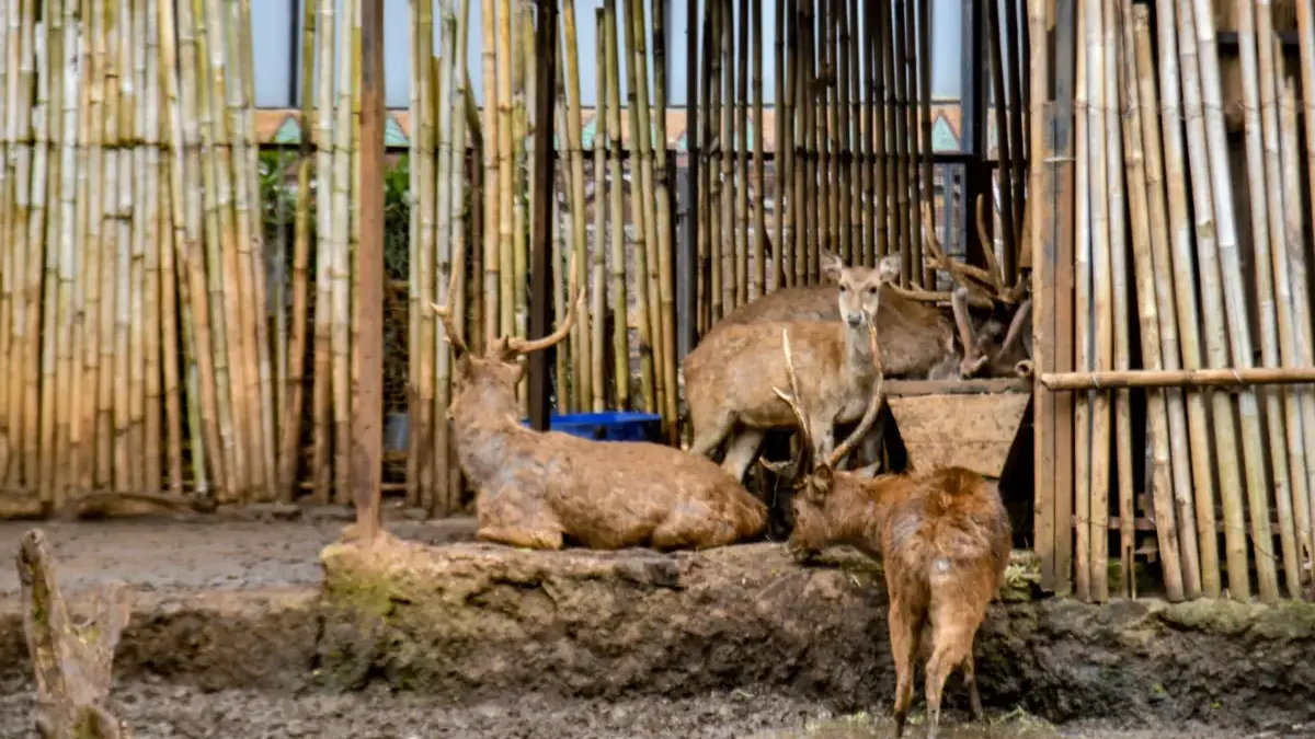 Geopix Sorot Langkah Pemkot Tangani Bandung Zoo, Desak Transparansi Masa Transisi Geopix Sorot Langkah Pemkot Tangani Bandung Zoo, Desak Transparansi Masa Transisi