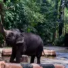 WALHI: Ada Dugaan Kepentingan Politik di Balik Penutupan Bandung Zoo! 