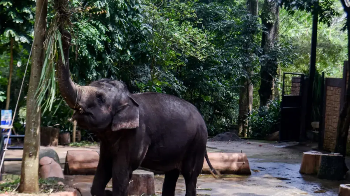 WALHI Jabar: Ada Dugaan Kepentingan Politik di Balik Penutupan Bandung Zoo! WALHI: Ada Dugaan Kepentingan Politik di Balik Penutupan Bandung Zoo!