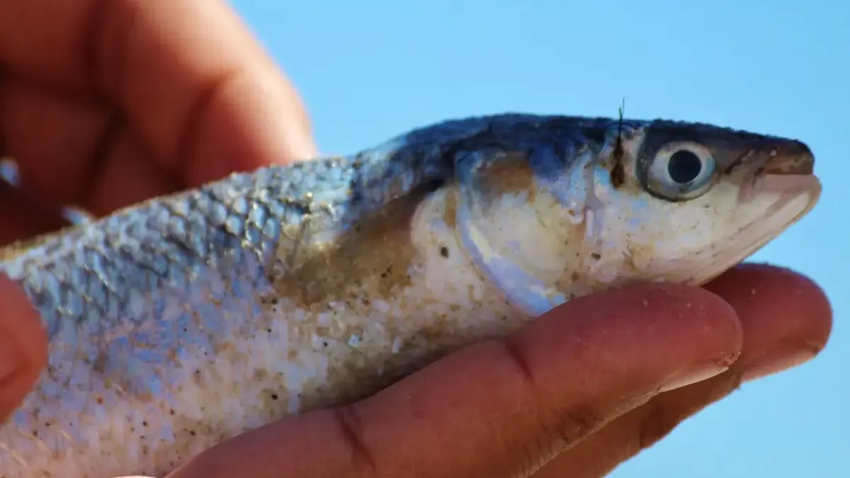 Empat Hari Bencana di Waduk: 121,8 Ton Ikan Keramba Saguling–Cirata Mati Massal Ikan mati mengapung di perairan waduk sebagai dampak fenomena umbalan yang memicu penurunan kualitas air