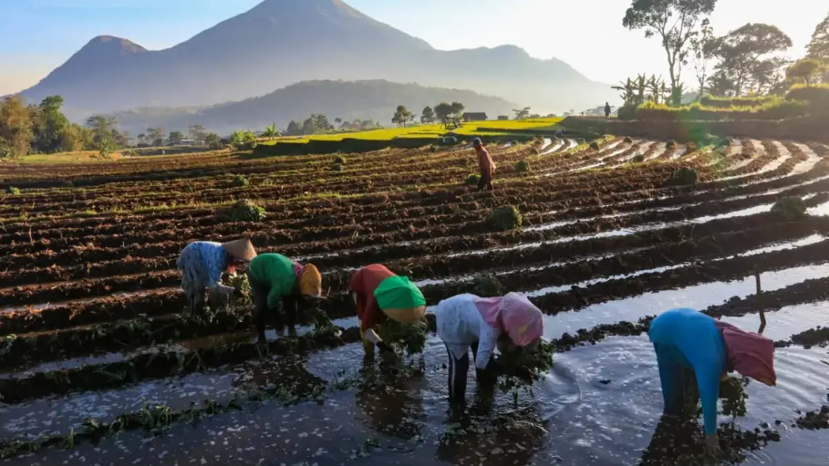 KUR BRI Mengaliri Sawah Rakyat, Menggerakkan Ekonomi dan Ketahanan Pangan Nasional KUR BRI Mengaliri Sawah Rakyat, Menggerakkan Ekonomi dan Ketahanan Pangan Nasional