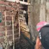Macan tutul yang sempat berkeliaran akhirnya terhimpit di tembok dan pagar kemudian ditangkap untuk dievakuasi