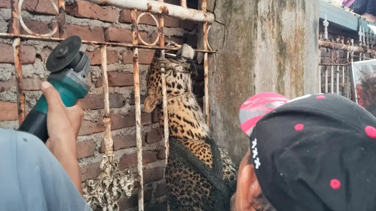 Turun ke Permukiman Pacet Kabupaten Bandung, Macan Tutul Akhirnya Diamankan Macan tutul yang sempat berkeliaran akhirnya terhimpit di tembok dan pagar kemudian ditangkap untuk dievakuasi