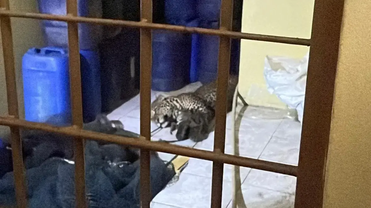 BBKSDA: Macan Tutul Berkeliaran di Permukiman Pacet Berhasil Dievakuasi