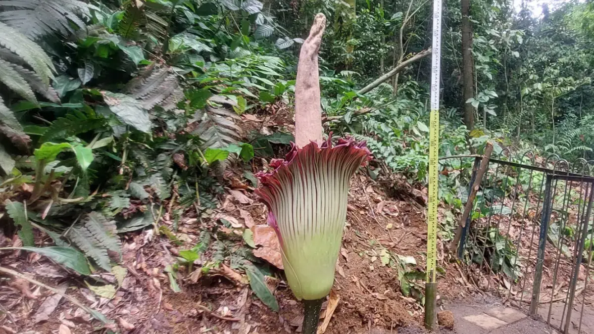 Bunga bangkai raksasa (Amorphophallus titanum) kembali mekar sempurna di Kebun Raya Bogor (KRB). Bunga tersebu