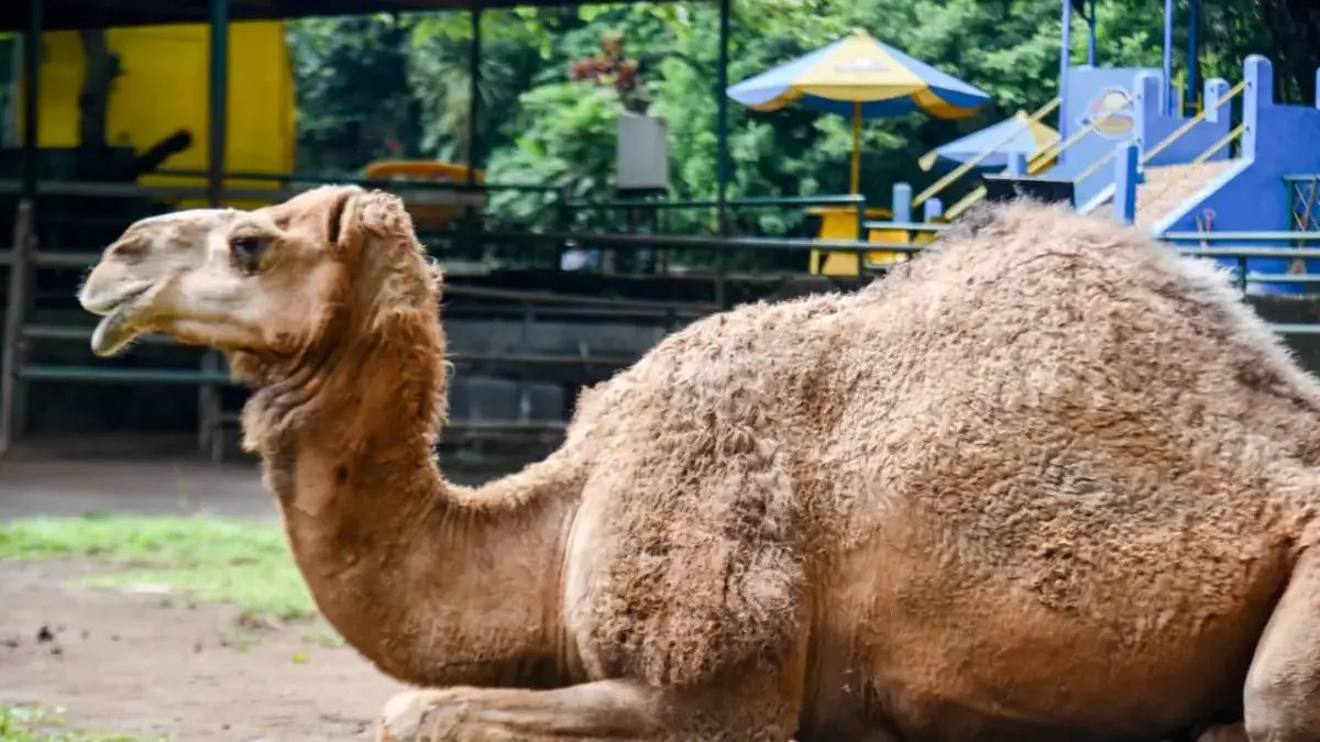 Seekor Unta berada di dalam kandang di Kebun Binatang Bandung, Kota Bandung, Sabtu (7/2). Foto: Dimas Rachmats