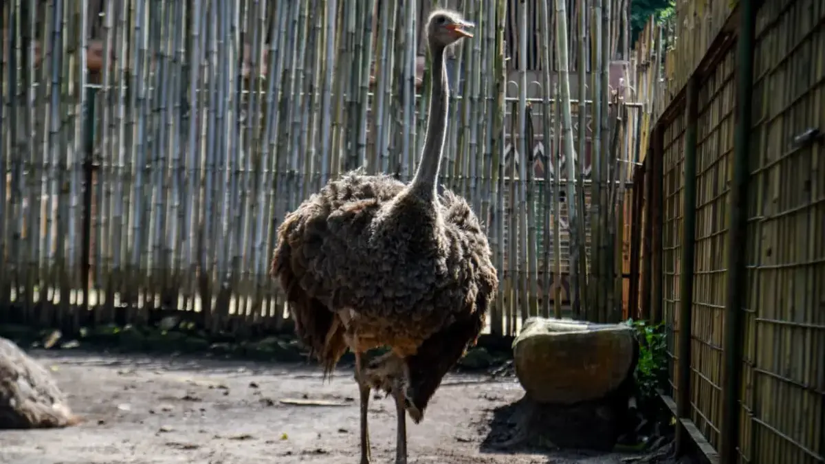 Izin Dicabut, Negara Tangani Perawatan Satwa Bandung Zoo Seekor Burung Unta berada di dalam kandang di Kebun Binatang Bandung, Kota Bandung, Sabtu (7/2). Foto: Dimas R