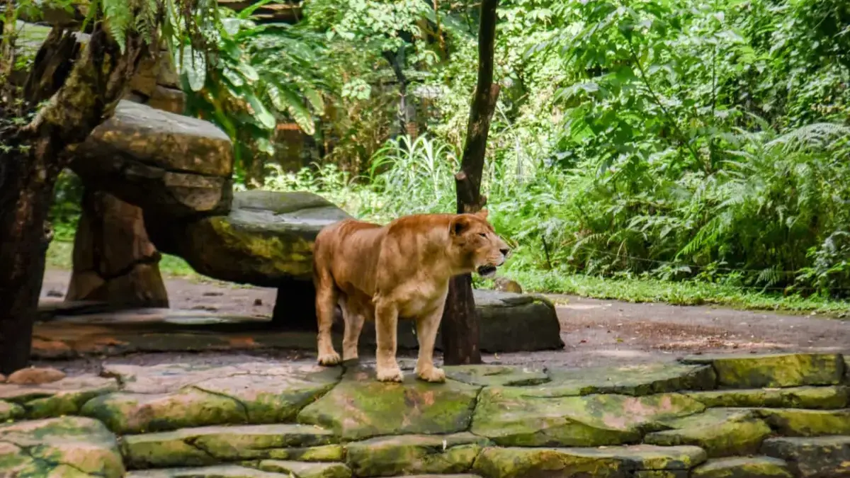 Manajemen Lama Bandung Zoo Tolak Skema UMK, Ancam Tuntut Pemkot