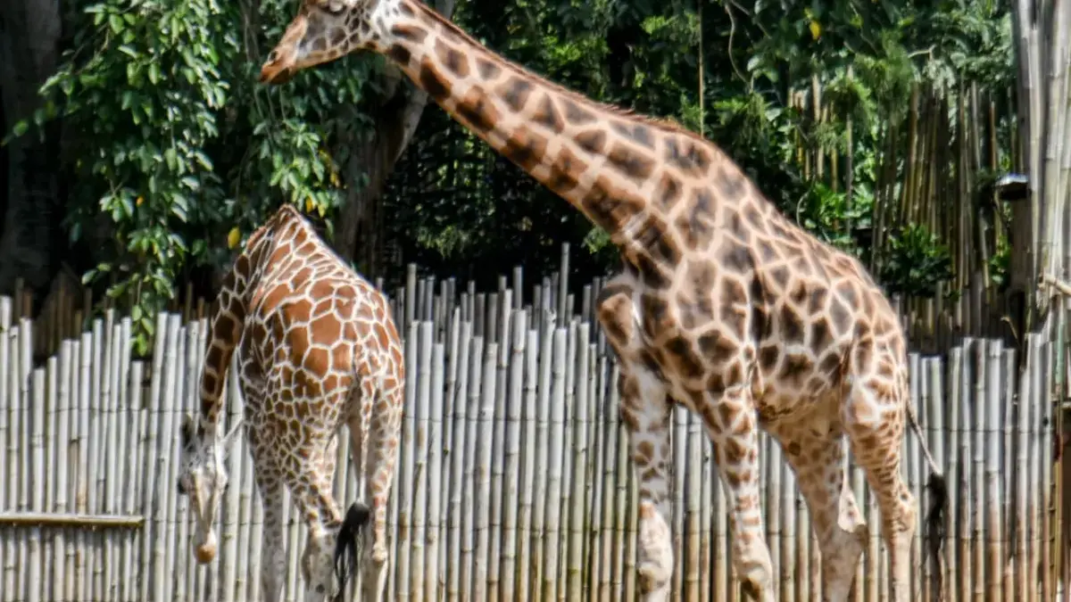Dua ekor Jerapah berada di dalam kandang di Kebun Binatang Bandung, Kota Bandung, Selasa (10/2)