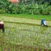Petani menanam padi untuk kebutuhan pangan di Jalan Sekemala, Kota Bandung, Selasa (10/2)
