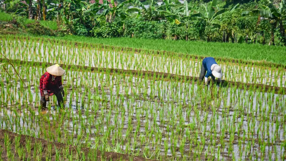 Petani menanam padi untuk kebutuhan pangan di Jalan Sekemala, Kota Bandung, Selasa (10/2)