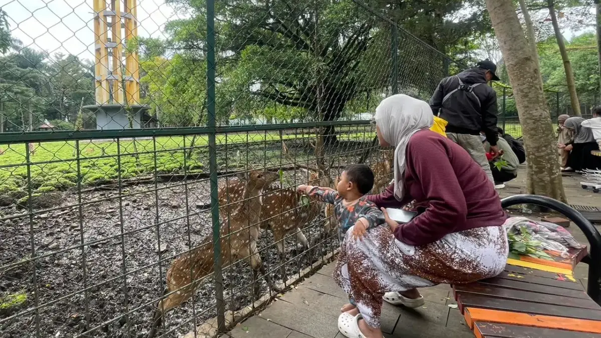 Warga saat memberikan makanan kepada rusa yang berada di Kawasan Taman Uncal di dalam Komplek Pemda Kabupaten