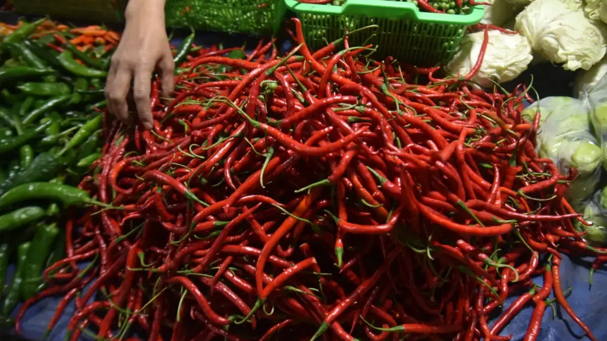Harga Cabai di Kota Bandung Meroket Saat Ramadan, Rawit Merah Tembus Hampir Rp100 Ribu per Kilogram Harga Cabai di Kota Bandung Meroket Saat Ramadan, Rawit Merah Tembus Hampir Rp100 Ribu per Kilogram