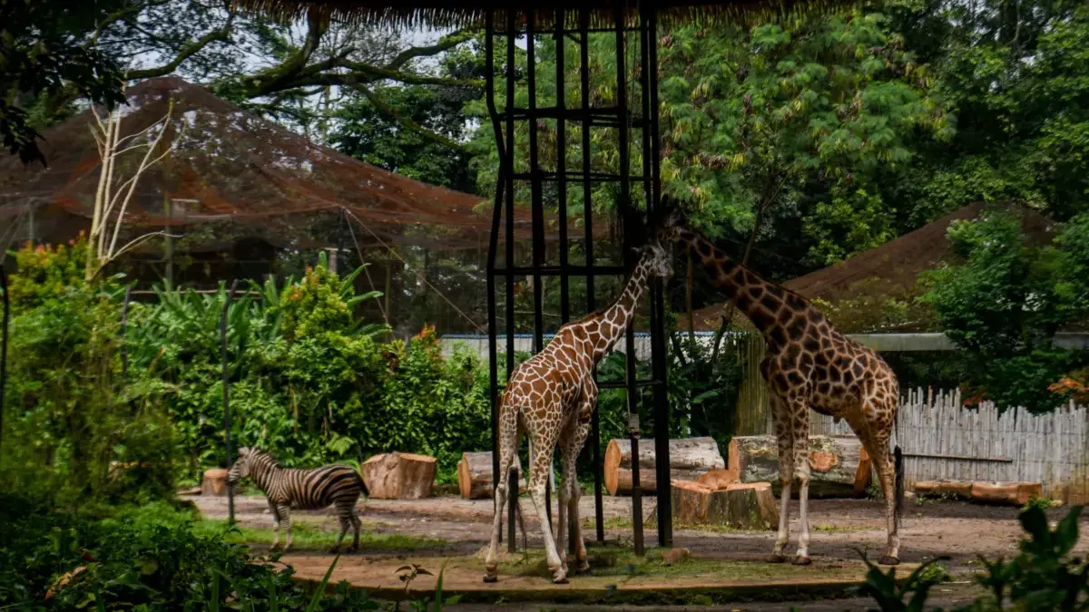 Pemkot Bandung Dinilai Lakukan Cara Tak Etis terhadap Karyawan Bandung Zoo Sejumlah koleksi satwa berada di kandang di Kebun Binatang Bandung, Selasa (24/2)