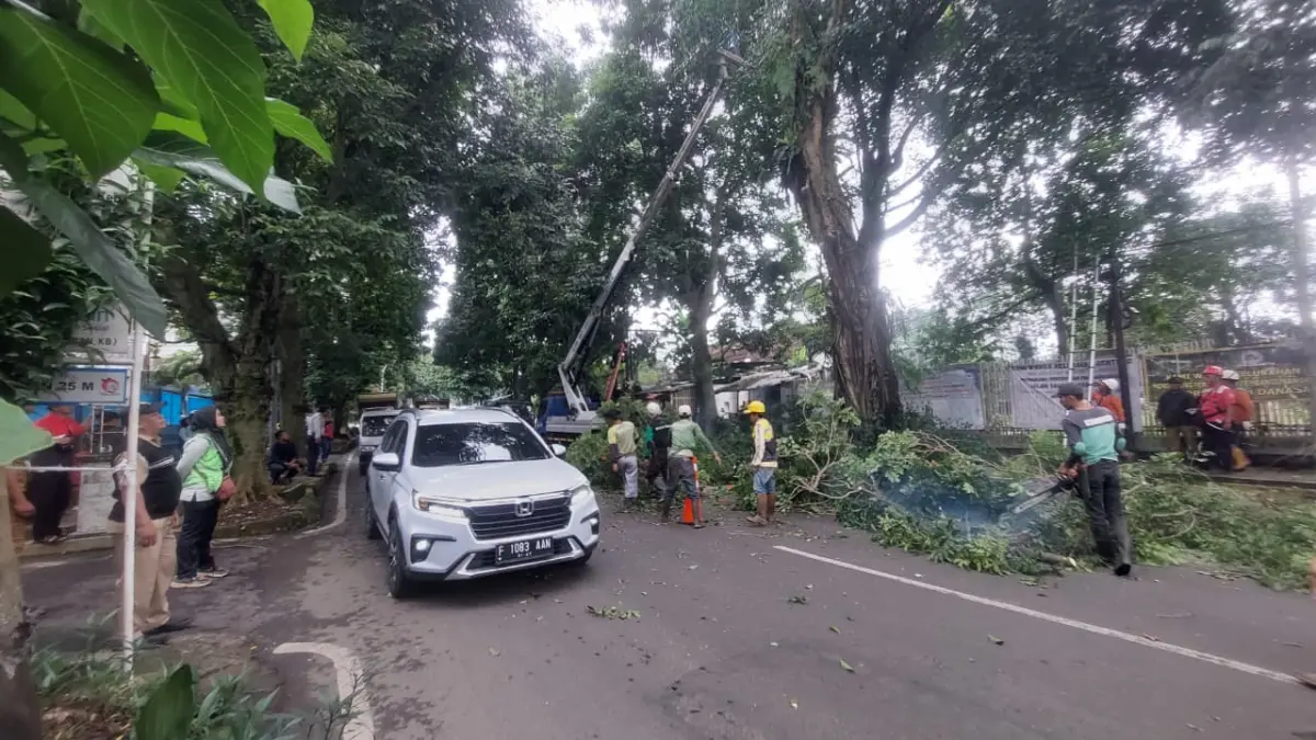 Ada Penebangan Pohon, Dishub Kota Bogor Imbau Pengendara Hindari Jalan Lawanggintung Sementara Waktu Ada Penebangan Pohon, Dishub Kota Bogor Imbau Pengendara Hindari Jalan Lawanggintung Sementara Waktu
