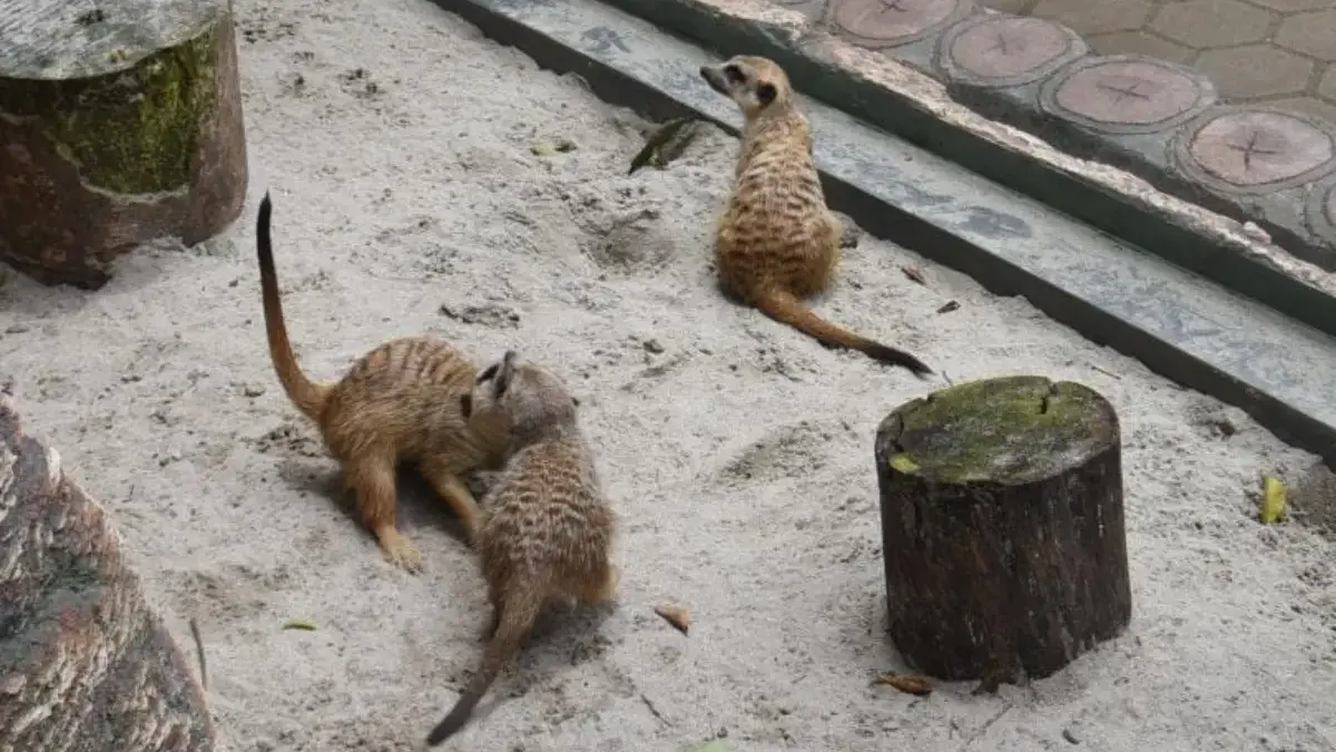 Kuasa Hukum Karyawan Bandung Zoo Pertanyakan Ancaman Pidana Wali Kota 
