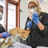 Petugas kesehatan dari Dinas Ketahanan Pangan dan Pertanian Kota Bandung (DKPP) melakukan sterilisasi kucing l