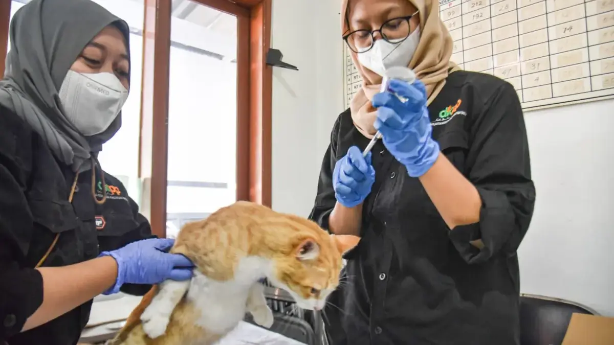 Petugas kesehatan dari Dinas Ketahanan Pangan dan Pertanian Kota Bandung (DKPP) melakukan sterilisasi kucing l