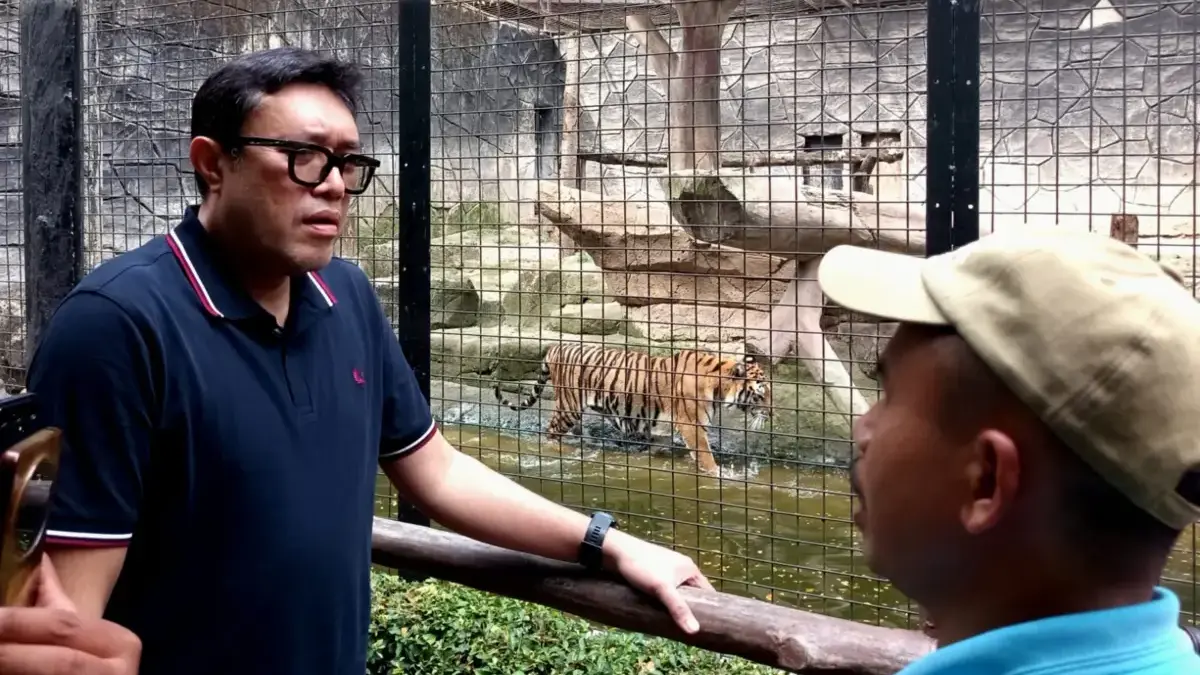 Buntut Anak Harimau Mati, Ono Surono Sidak Bandung Zoo dan Sentil Kemenhut Buntut Anak Harimau Mati, Ono Surono Sidak Bandung Zoo dan Sentil Kemenhut
