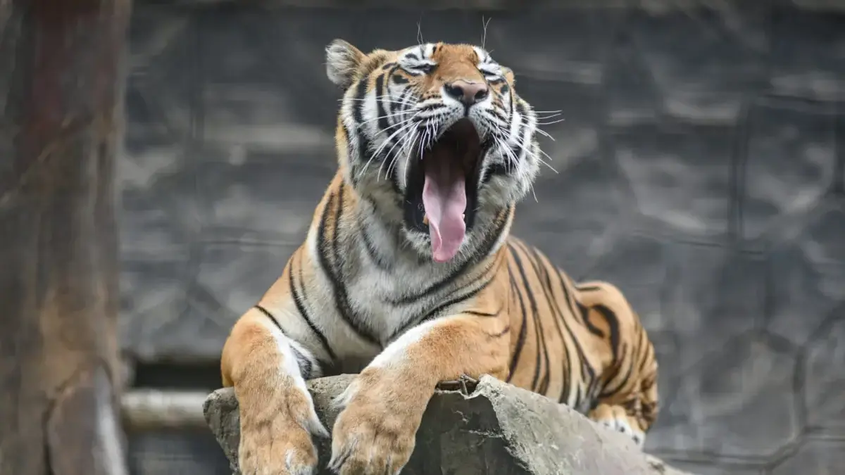 Kematian Anak Harimau di Bandung Zoo Picu Kekhawatiran Penyakit Kematian Anak Harimau di Bandung Zoo Picu Kekhawatiran Penyakit