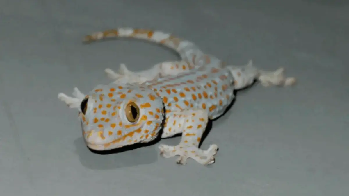 Ini Arti Bunyi Tokek 4, 6, dan 7 Kali di Malam Hari