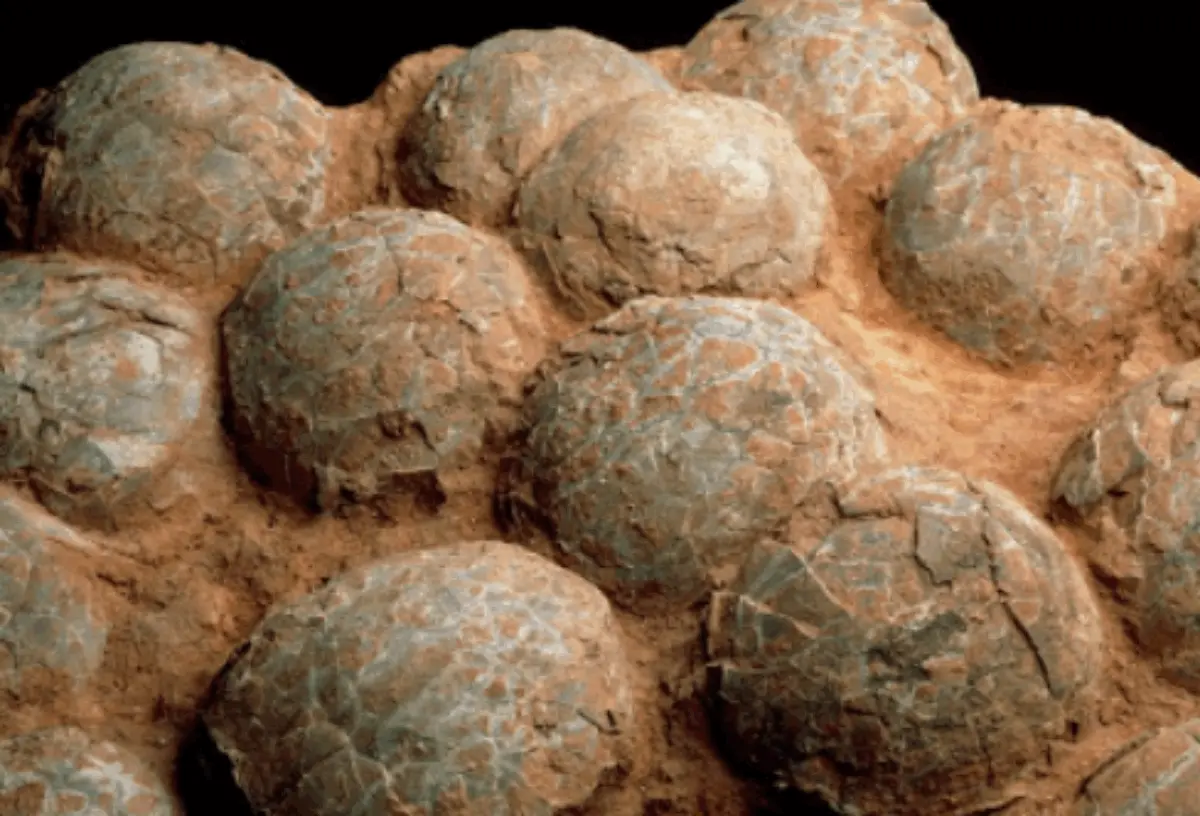 Telur Dinosaurus Ditemukan Ratusan Butir Usai Terkubur 70 Juta Tahun, Berasal dari Berbagai Spesies – jabarekspres.com