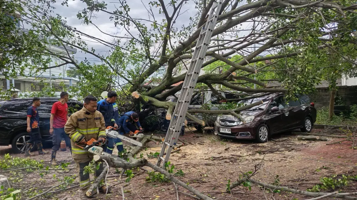 Petugas tengah memangkas pohon yang tumbang. (son)