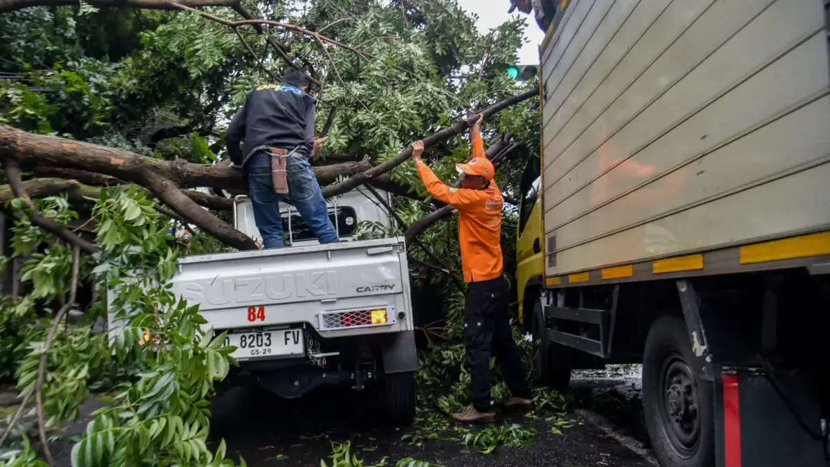 Petugas Badan Penanggulangan Bencana Daerah (BPBD) Kota Bandung berusaha menyingkirkan pohon tumbang