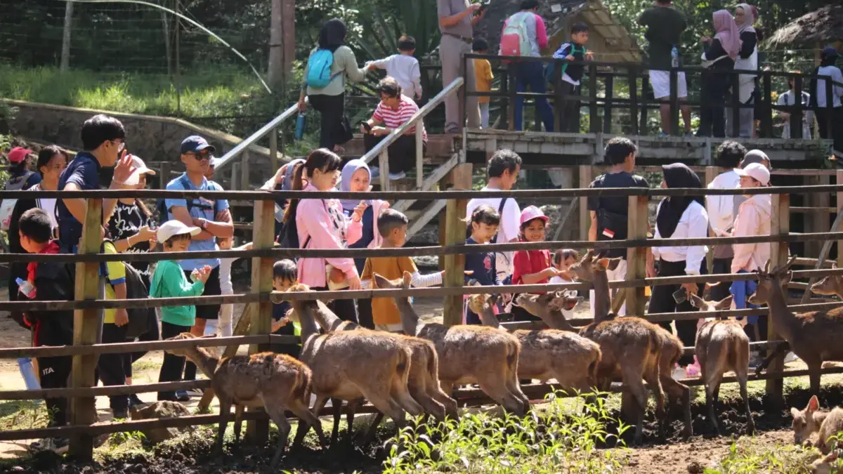 Penakaran rusa di Tahura.(son)