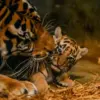 Ilustrasi: Seekor anak harimau benggala berada di dalam kandang di Bandung Zoo, Kota Bandung