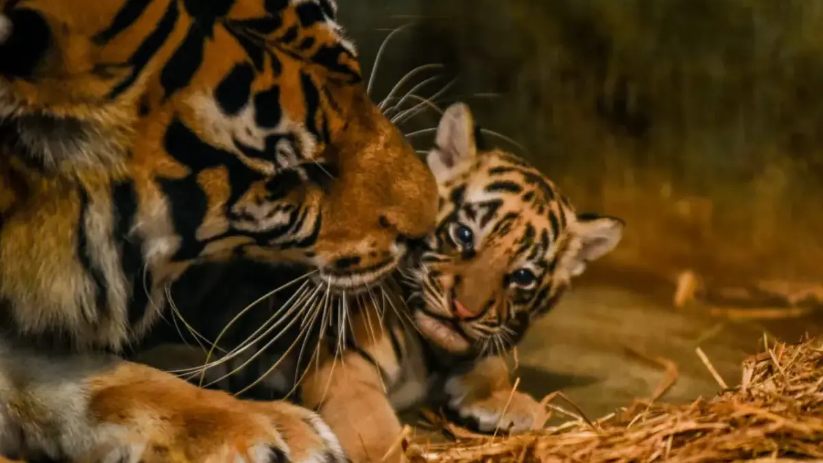 Dua Bayi Harimau Mati, Kebun Binatang Bandung Dievaluasi Total Ilustrasi: Seekor anak harimau benggala berada di dalam kandang di Bandung Zoo, Kota Bandung