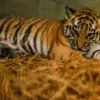 Seekor anak harimau benggala berada di dalam kandang di Bandung Zoo, Kota Bandung