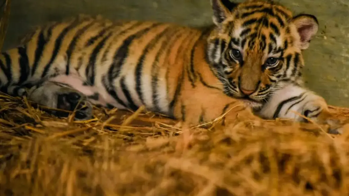 Seekor anak harimau benggala berada di dalam kandang di Bandung Zoo, Kota Bandung