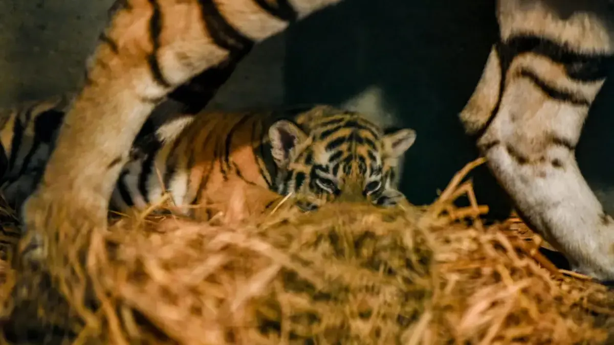 2 Anak Harimau Mati, Geopix Desak Audit Bandung Zoo