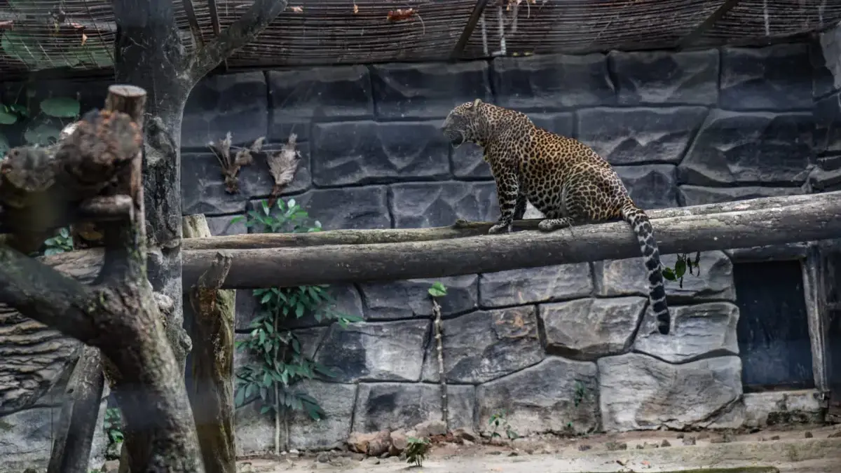Seleksi Pengelola Baru Bandung Zoo Segera Dibuka, Pemkot Umumkan Ini Syaratnya