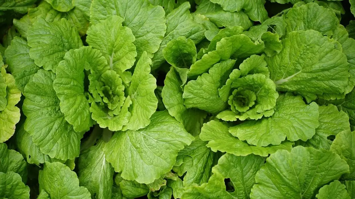 Netralisir Lemak dan Santan! 5 Jenis Makanan Terbaik untuk Dikonsumsi Pasca-Lebaran