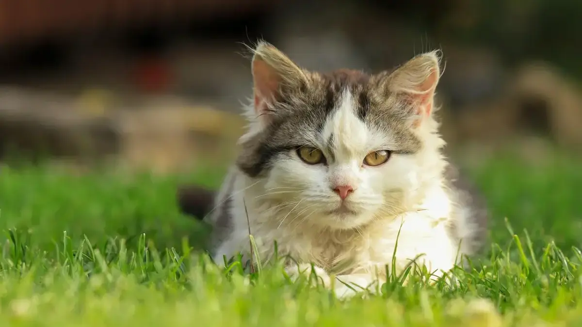 Rekomendasi Penitipan Kucing Terbaik di Bogor, Agar Anabul Tetap Nyaman saat Ditinggal Mudik Rekomendasi Penitipan Kucing Terbaik di Bogor, Agar Anabul Tetap Nyaman saat Ditinggal Mudik
