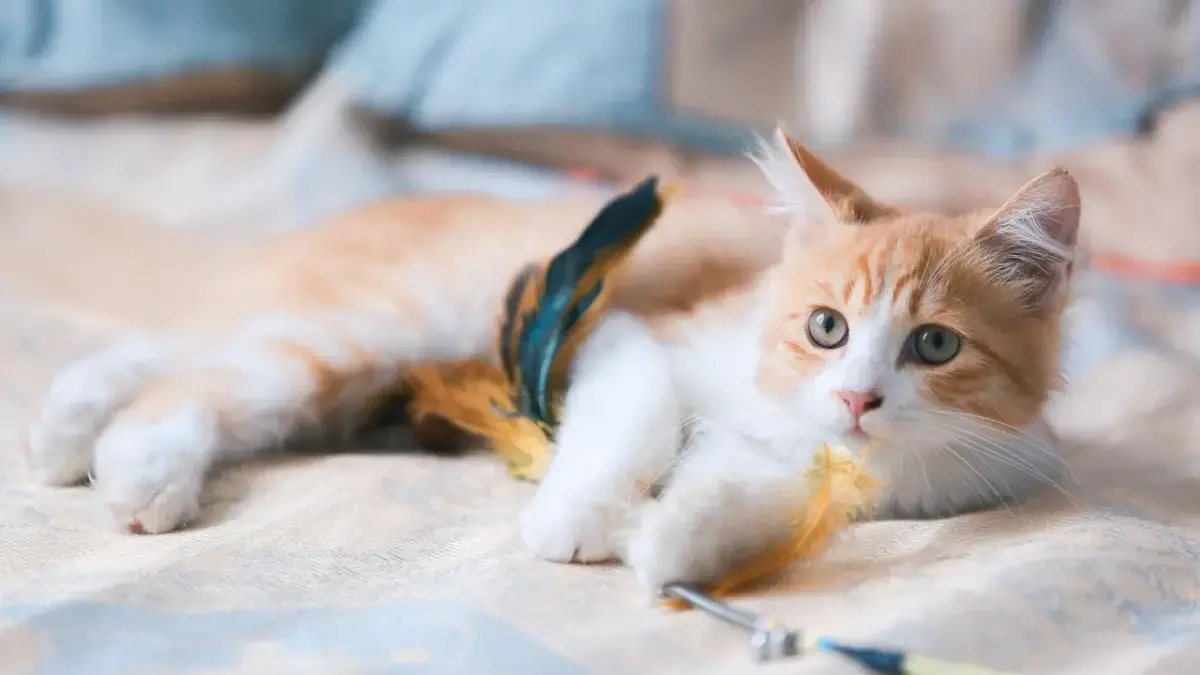 Rekomendasi Penitipan Kucing yang Aman dan Nyaman di Bekasi, Mudik Jadi Tenang Rekomendasi Penitipan Kucing yang Aman dan Nyaman di Bekasi, Mudik Jadi Tenang