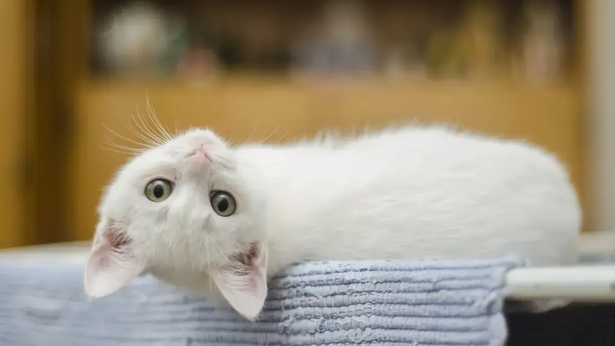 Mudik Tenang, Anabul Senang: Rekomendasi Penitipan Kucing di Bandung saat Libur Lebaran 2026