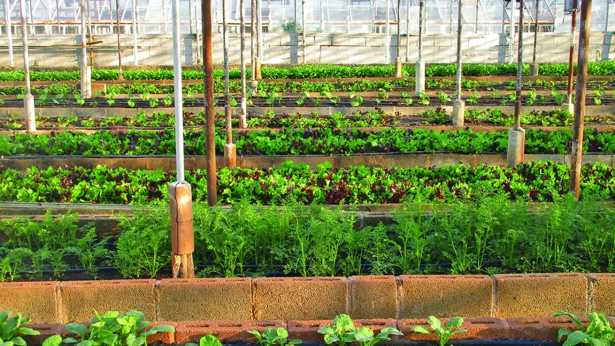 Pemkab Bogor Ajak Warga Manfaatkan Pekarangan untuk Ditanami Pangan, Antisipasi Gangguan Pasokan Global 