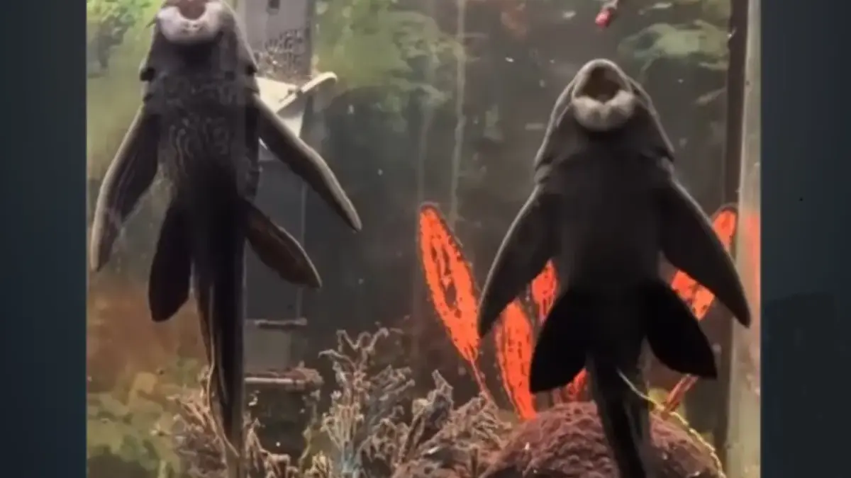 Ilustrasi Ikan sapu-sapu yang kini tengah gencar dibasmi populasinya.