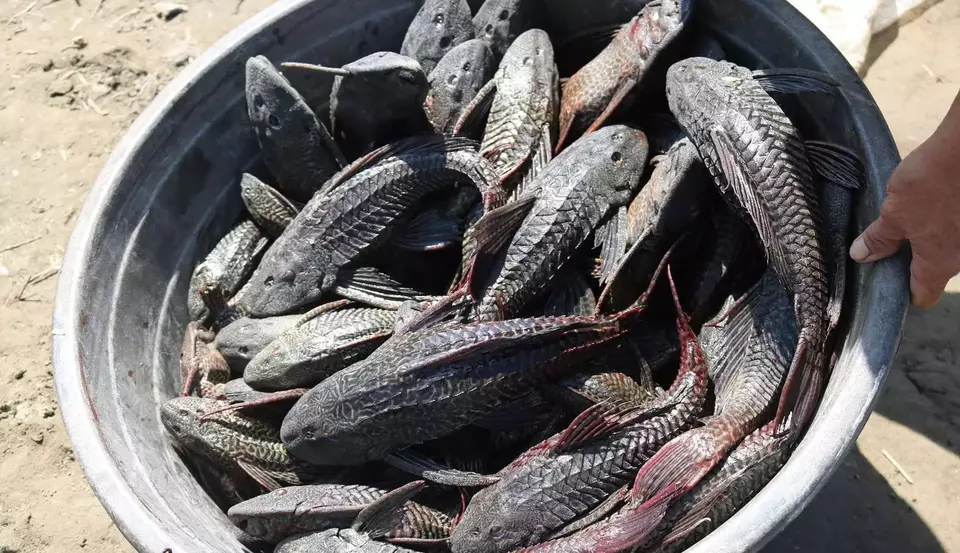 Satgas: Pembasmian Ikan Sapu-sapu di Aliran Sungai Ciliwung Bogor Harus Sentuh Akar Masalah! Satgas: Pembasmian Ikan Sapu-sapu di Aliran Sungai Ciliwung Bogor Harus Sentuh Akar Masalah!
