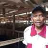 TAMAT SMP : Aceng Agus Salam peternak Lembu Sari dari Desa Patrolsari, Arjasari Kabupaten Bandung. (son)