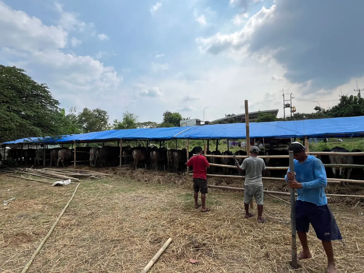 Pastikan Aman, 5.000 Hewan Kurban di Kabupaten Bogor Sudah Lolos Pemeriksaan Kesehatan – jabarekspres.com