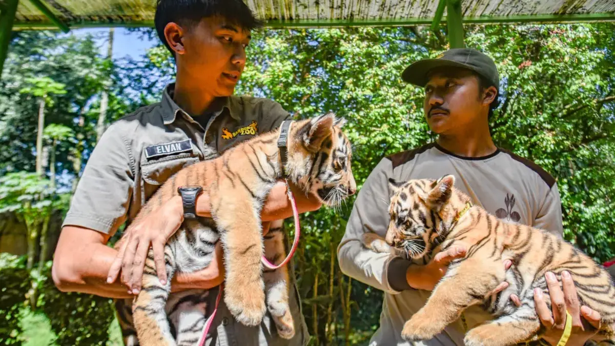 Soal Matinya Dua Anak Harimau di Bandung Zoo, Begini kata Dokter Spesialis Hewan Penjaga hewan menjemur bayi Harimau Benggala (Panthera Tigris Tigris) di Kebun Binatang Bandung, Senin (22/9).