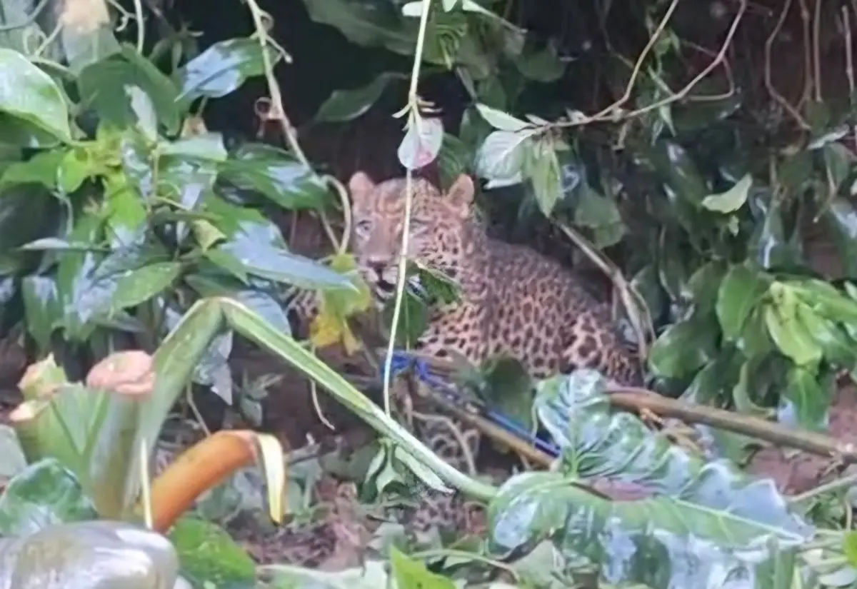 Bikin Heboh! Macan Tutul Masuk Pemukiman Warga Puncak Bogor  – jabarekspres.com