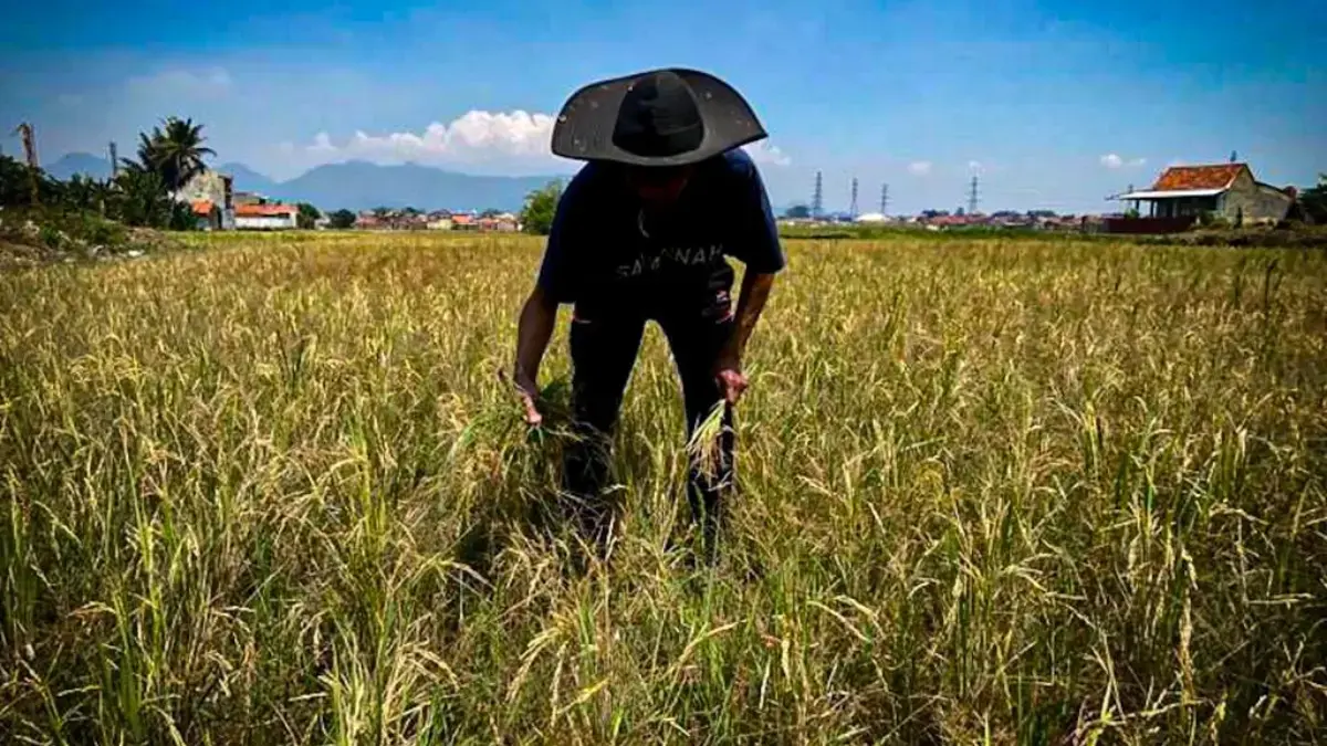 14 Kecamatan di Kabupaten Bandung Barat Masuk Zona Rawan Kekeringan
