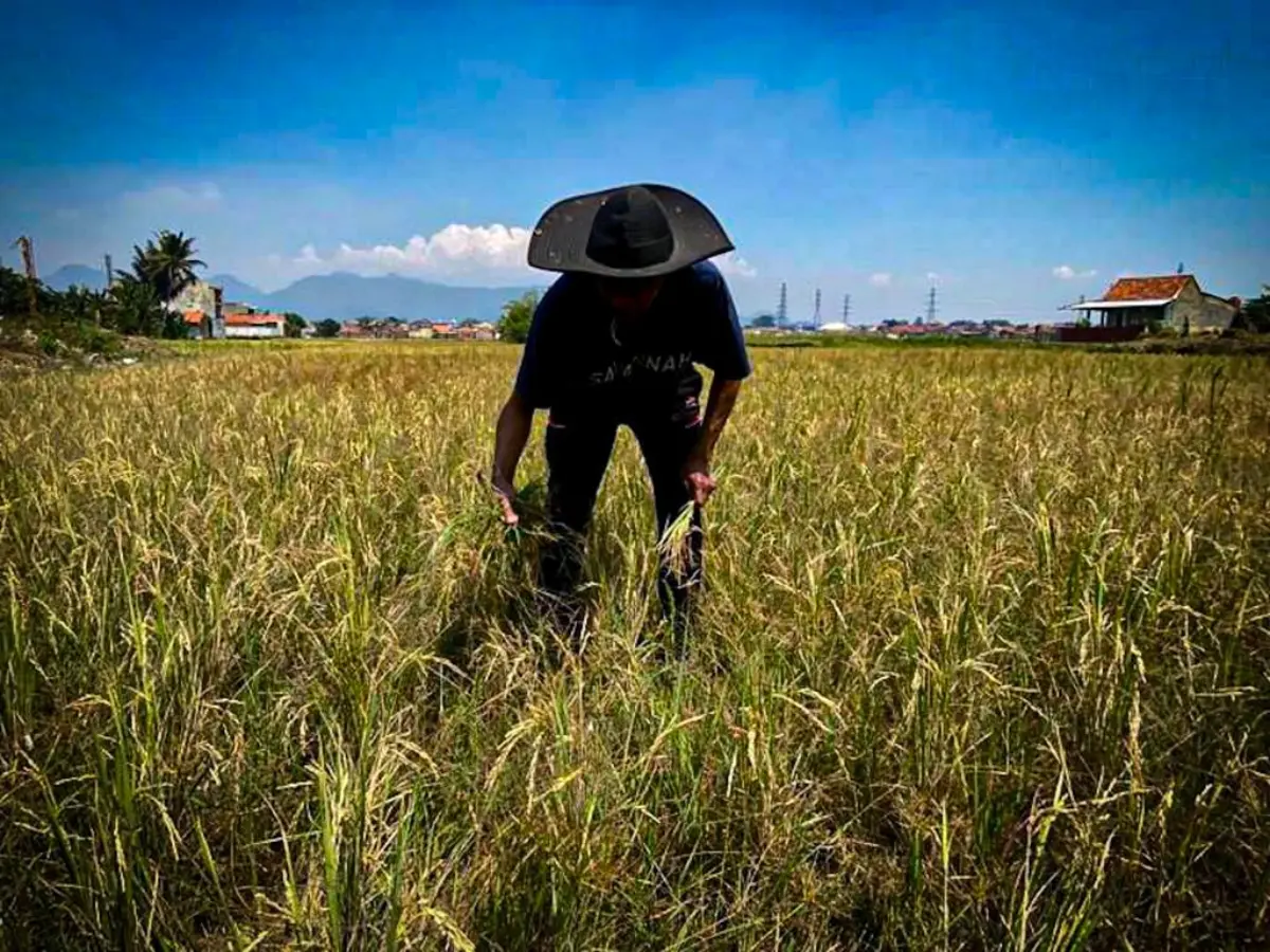 14 Kecamatan di Kabupaten Bandung Barat Masuk Zona Rawan Kekeringan – jabarekspres.com